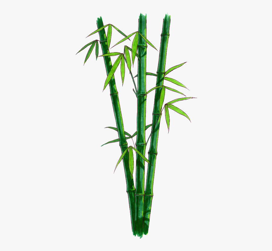 Green Bamboo Freetoedit - Bamboo With No Background, Transparent Clipart