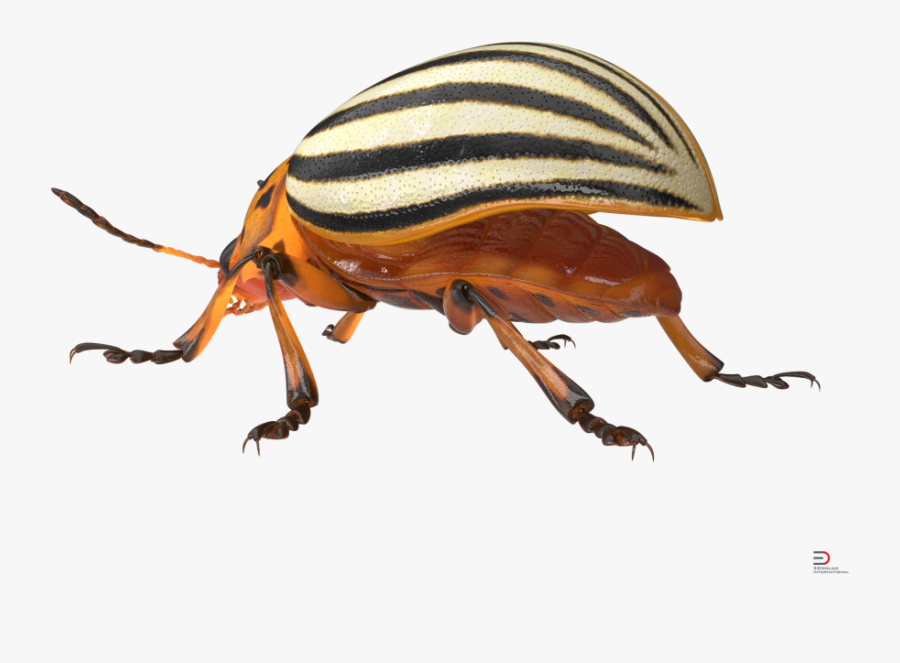 Clip Art Rigged D Model Cgstudio - Colorado Potato Beetle Png, Transparent Clipart