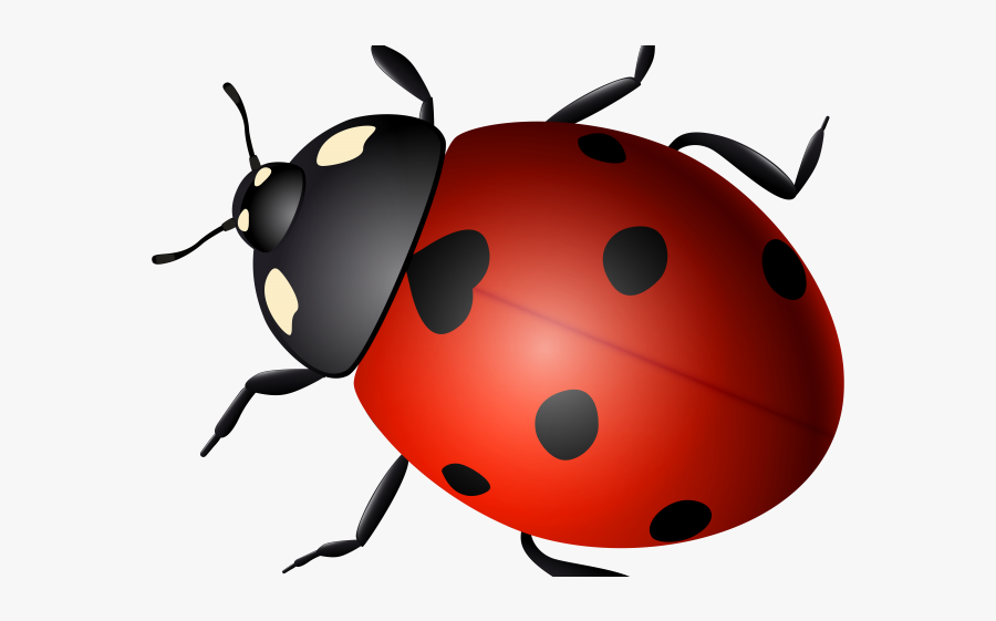 Ladybird Png, Transparent Clipart