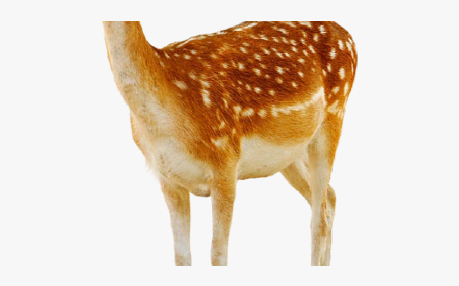 White Tailed Deer Clipart Transparent Background, Transparent Clipart