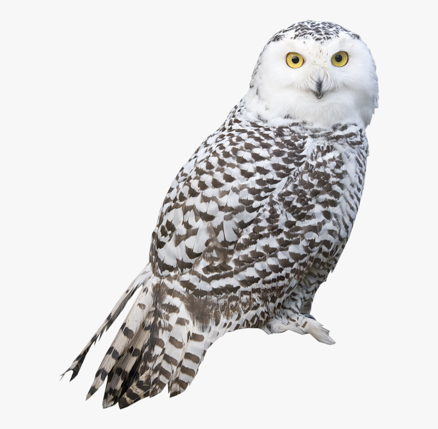 Transparent White Png Picture - Snowy Owl Png, Transparent Clipart