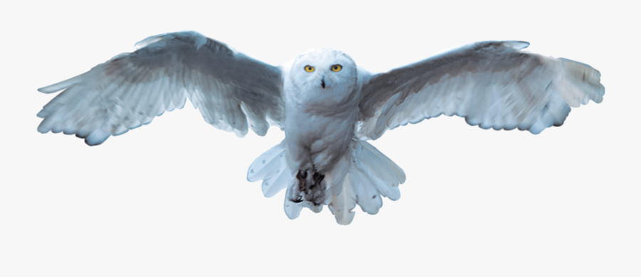 Snowy Owl Bird - Snowy Owl, Transparent Clipart