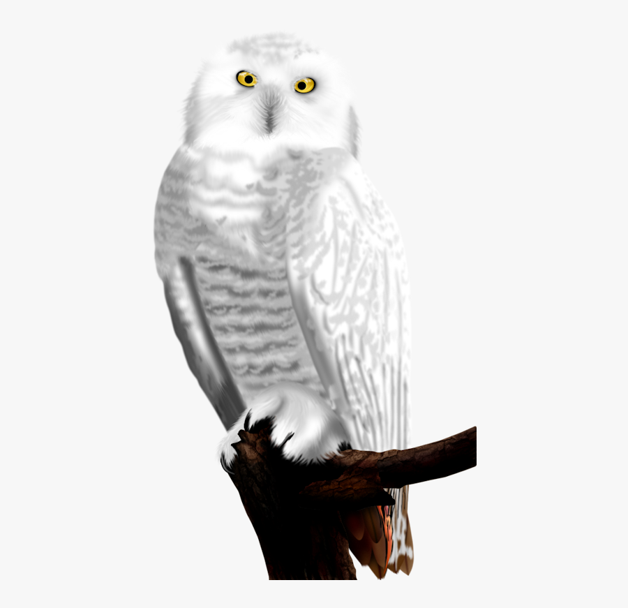 Snowy Owl - Png Download Flying Snowy Owl Png, Transparent Clipart