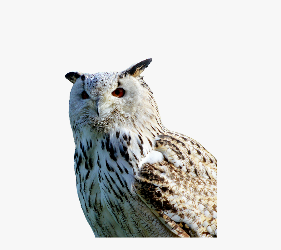 Barn Owl, Owl, Raptor, Bird, Plumage, Feather - Sova Png, Transparent Clipart