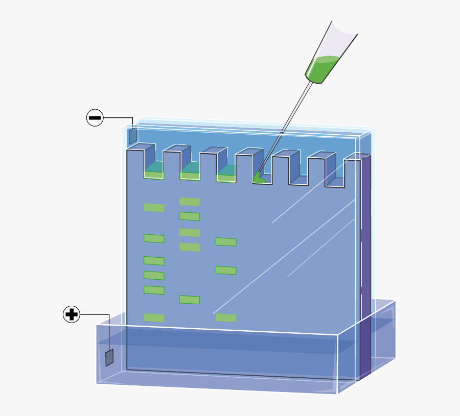 Électrophorèse - Gel Electrophoresis, Transparent Clipart