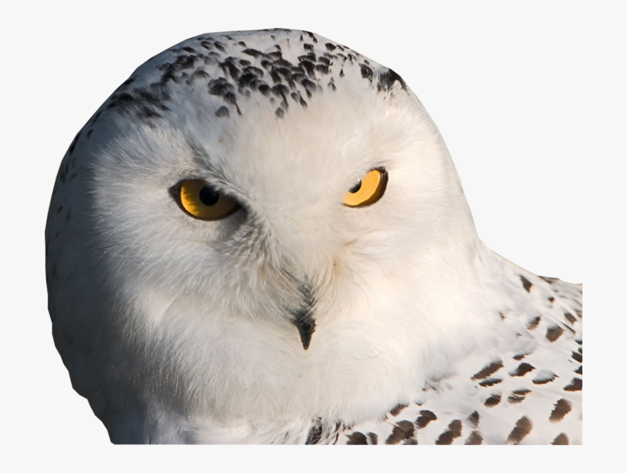 Snowy Owl Facebook Cover - Najpiękniejsze Zwierzęta Na Świecie, Transparent Clipart