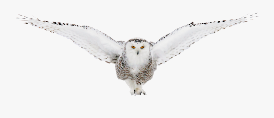 Snowy Owl Transparent Background, Transparent Clipart