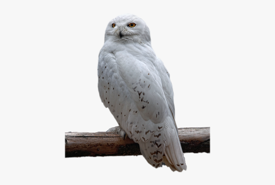 Owl Png, Transparent Clipart