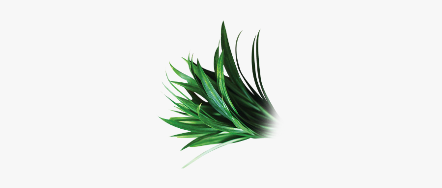 Grass, Transparent Clipart
