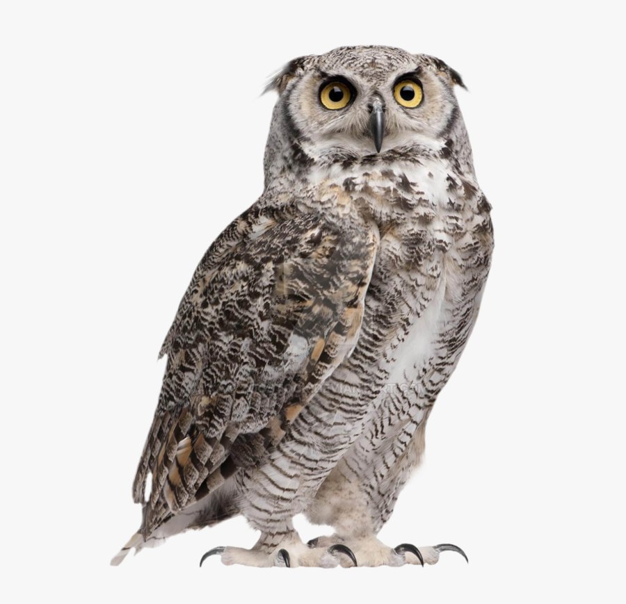 Great Horned Owl Png, Transparent Clipart