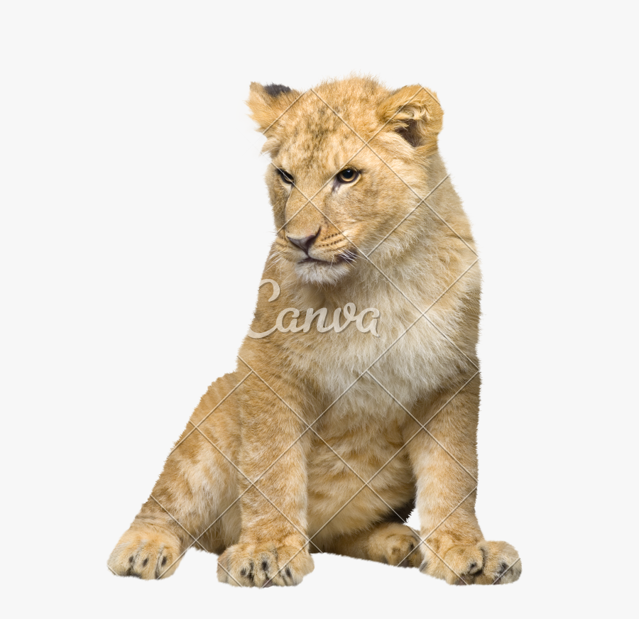Transparent Lion Cub Clipart - Lion Cub Transparent Background, Transparent Clipart