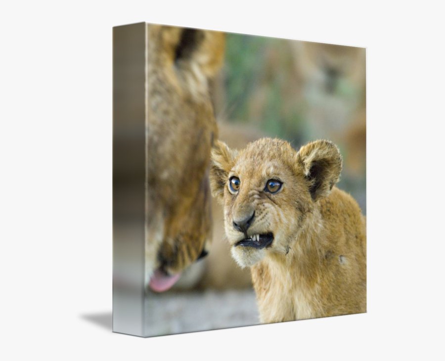 Clip Art Image Of A Lion - Lion King 2019 Expressions, Transparent Clipart