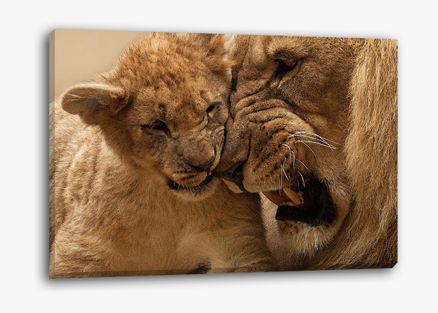 Transparent Lion Cub Png, Transparent Clipart