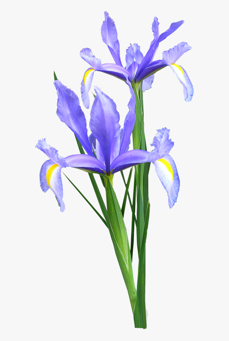Iris Dutch Flowers - Iris Flower Png, Transparent Clipart