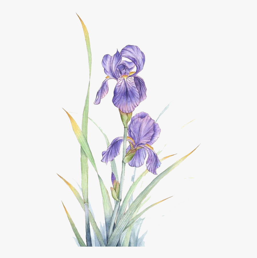 Clip Art How To Draw An Iris Flower, Transparent Clipart