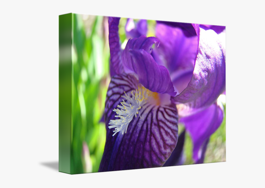 Clip Art Purple Iris Flower Bearded - Orris Root, Transparent Clipart