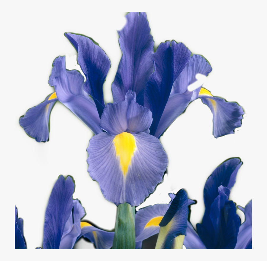 #iris #flower #sticker #irisflower #irisflowersticker - Iris Versicolor, Transparent Clipart