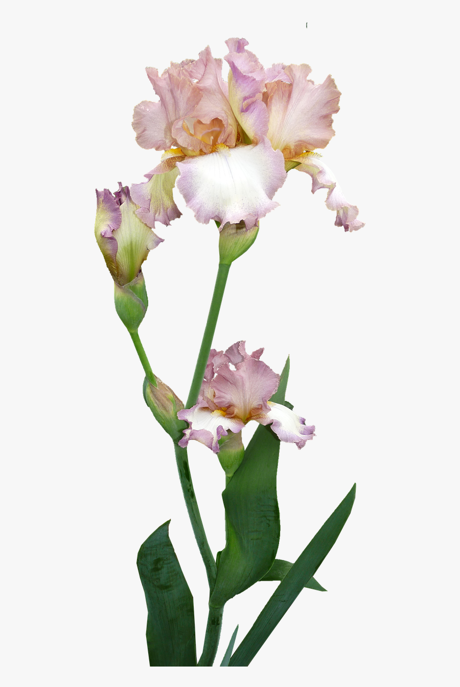 Transparent Iris Flower Png - Tanaman Airis Png, Transparent Clipart