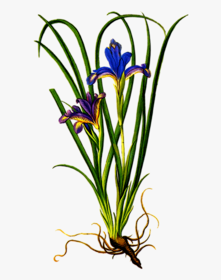 Transparent Iris Flower Png - Iris Flower With Roots, Transparent Clipart