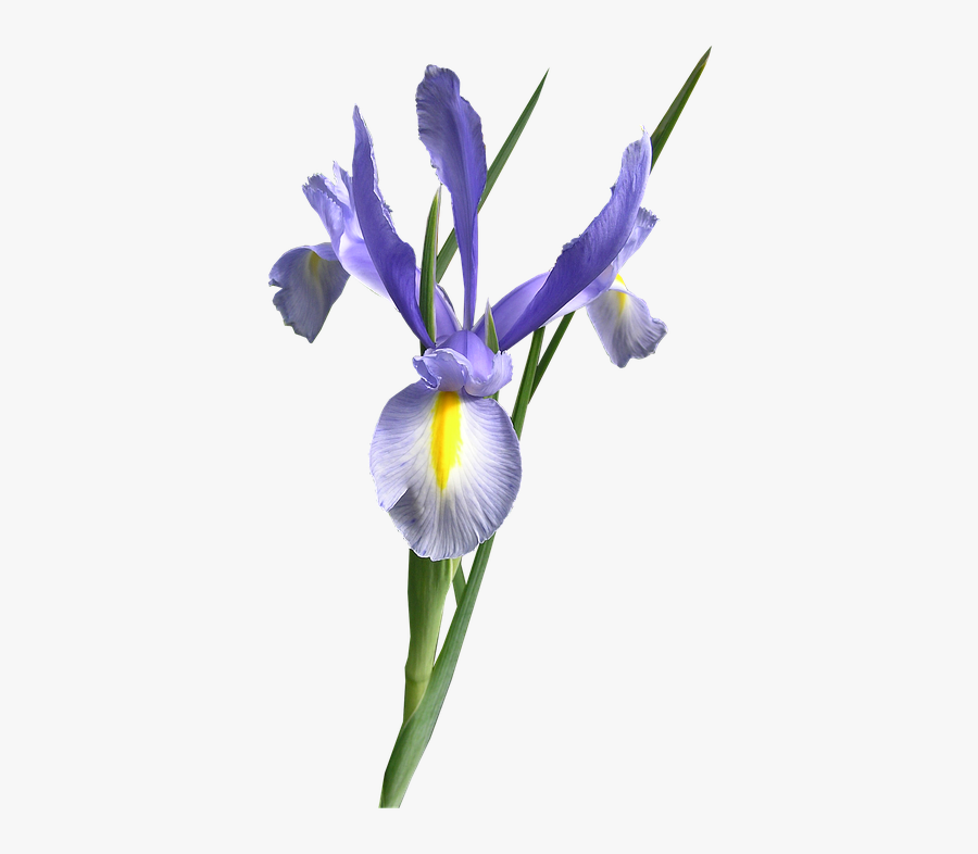 Flower,flowering Plant,plant,algerian Family,cut Flowers,iris,orris - Single Dutch Iris Flower, Transparent Clipart