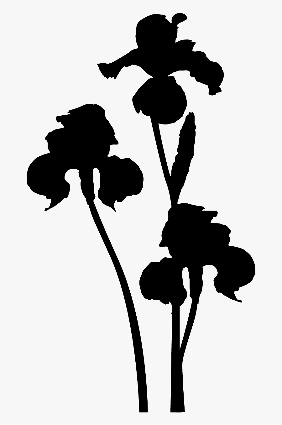 Iris Silhouette, Transparent Clipart