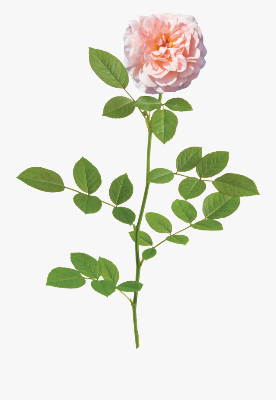 Apricot Drift Rose, Transparent Clipart