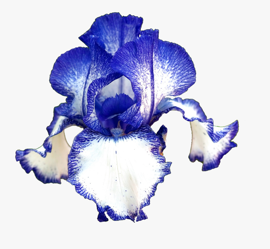 Transparent Iris Flower Png - Blue Iris Flower Transparent Background, Transparent Clipart