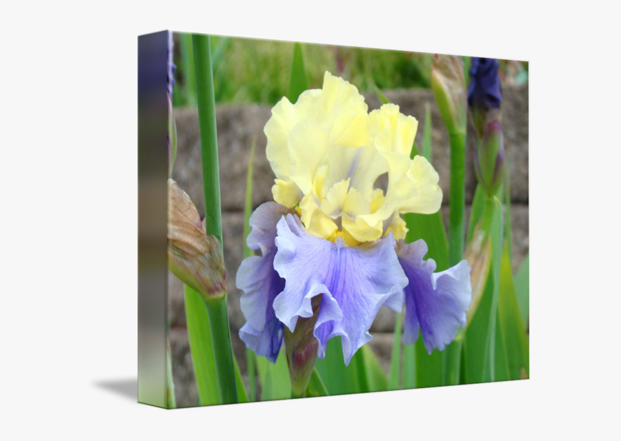 Clip Art Irises Art Prints Flora, Transparent Clipart