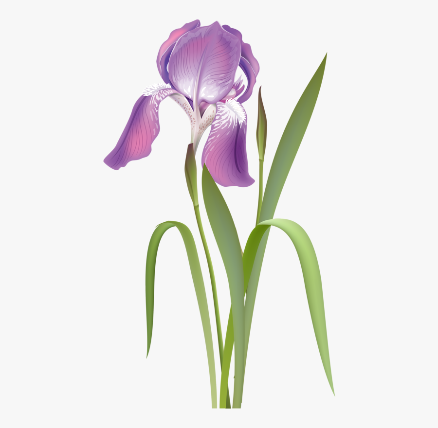 Ирис Рисунок Вектор, Transparent Clipart