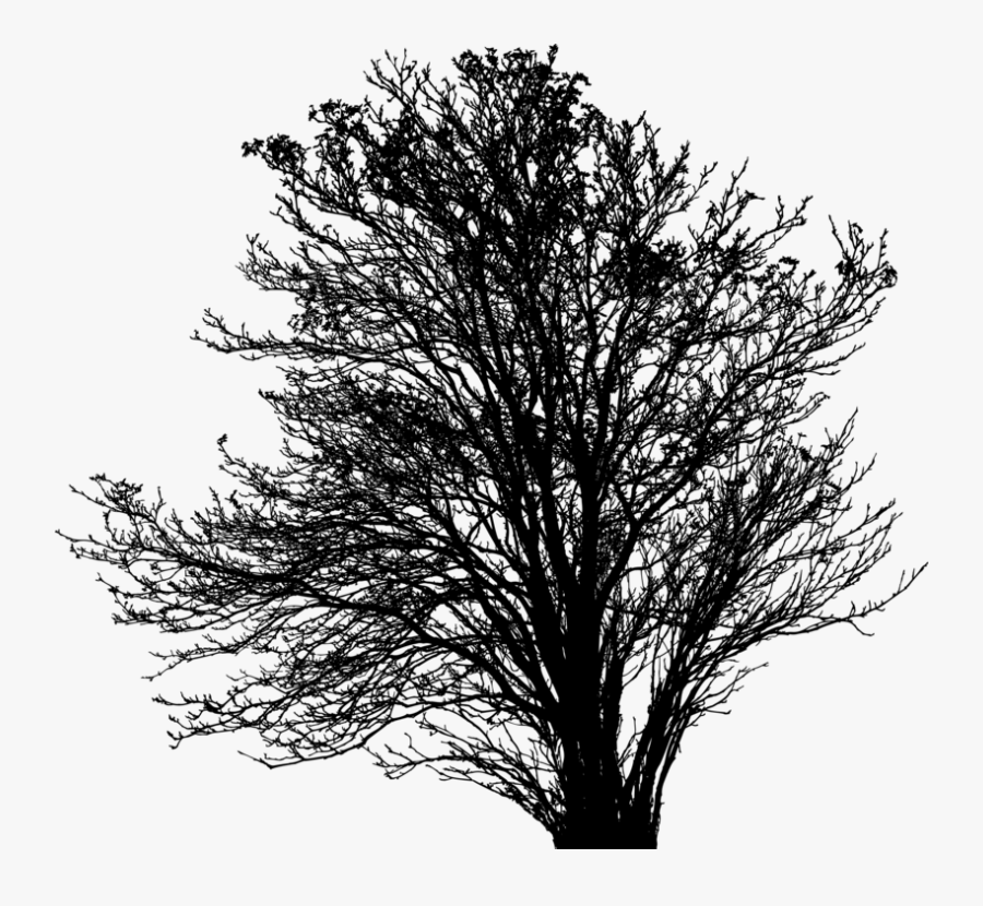 Plant,leaf,monochrome Photography - Oak, Transparent Clipart