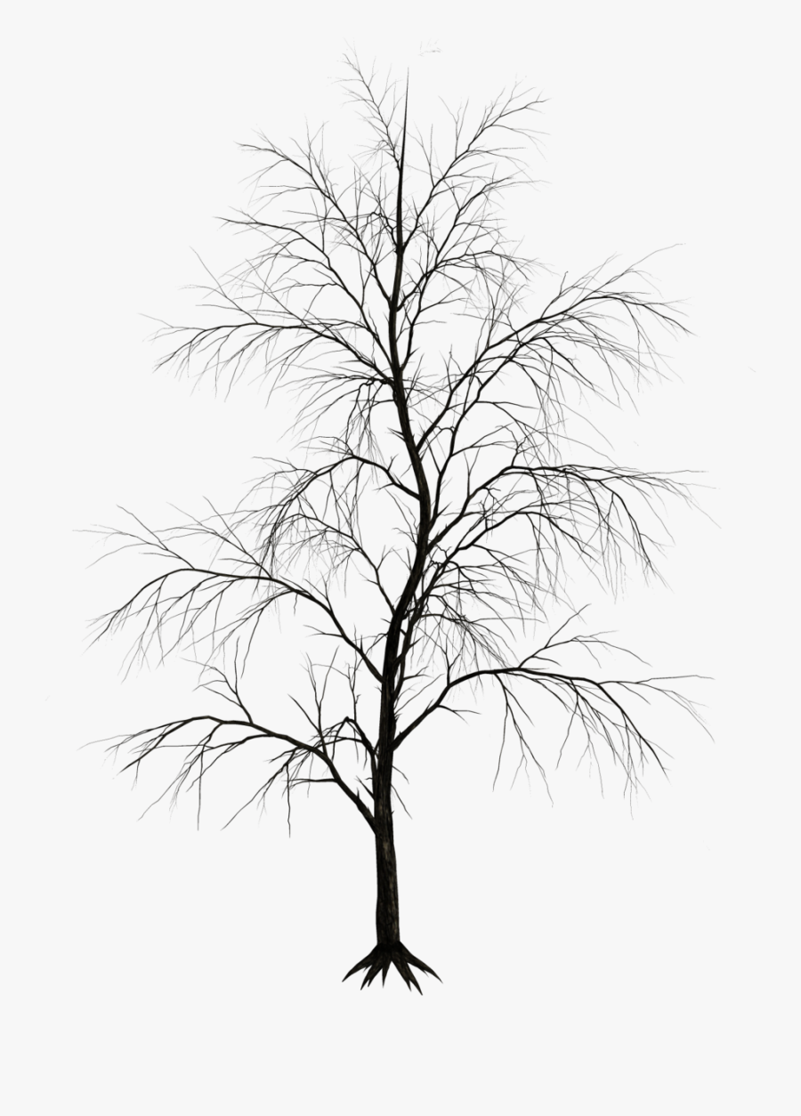 Graphic Black And White Download Foliage Drawing Beginner - Haunted Tree Black And White, Transparent Clipart