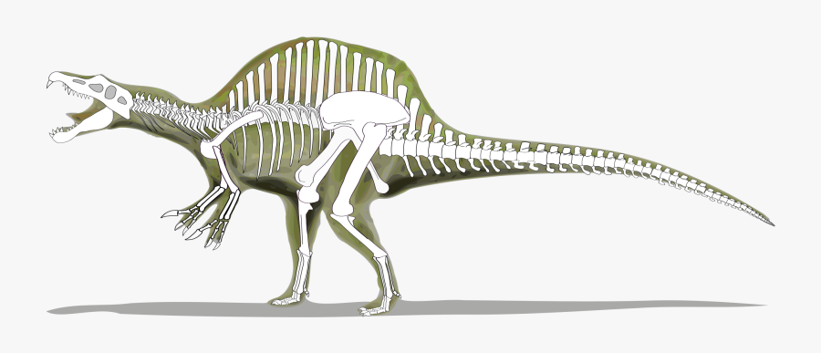 Dinosaurs Svg Dinosaur Skeleton - Spinosaurus Skeleton Vs Trex, Transparent Clipart