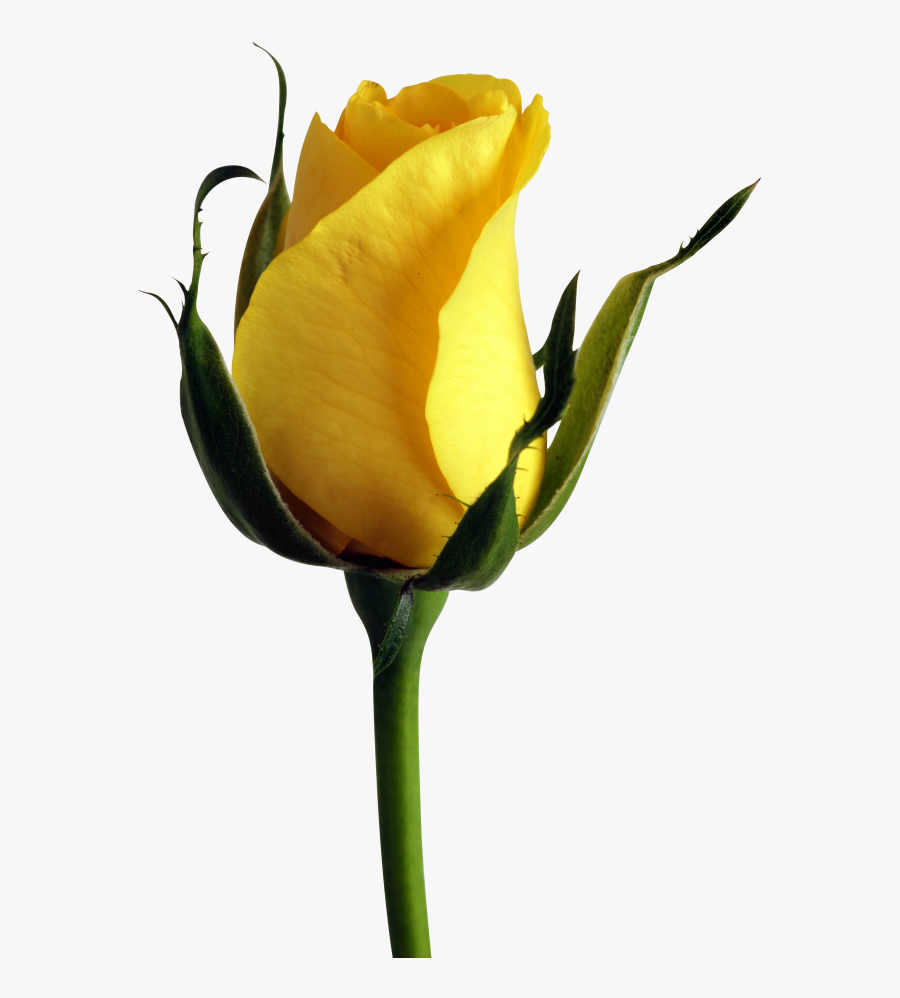Yellow Rose Png - Single Rose Flower Hd, Transparent Clipart