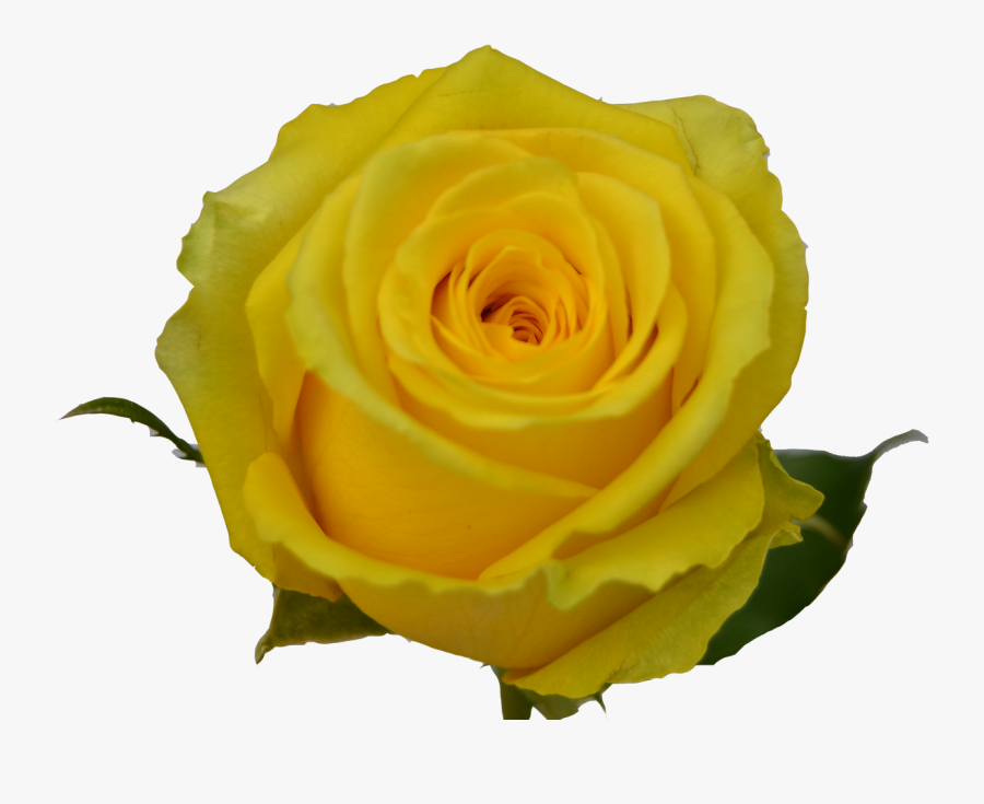 Transparent Yellow Roses Clipart - Floribunda, Transparent Clipart