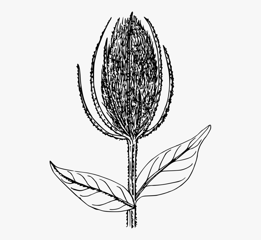 Botany,plant,flower - Illustration, Transparent Clipart