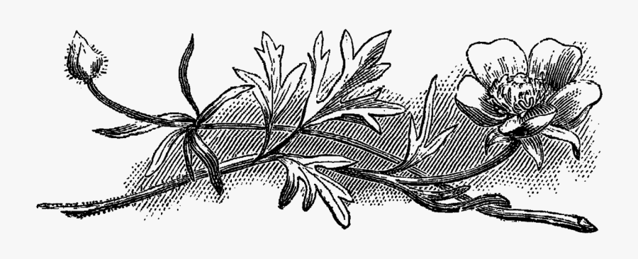 Line Art, Transparent Clipart