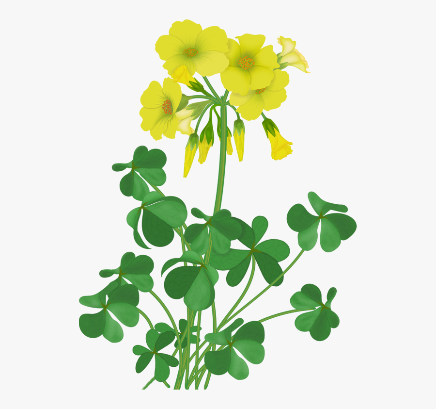 Large-flowered Evening Primrose Clipart , Png Download - Wildflowers Clipart, Transparent Clipart