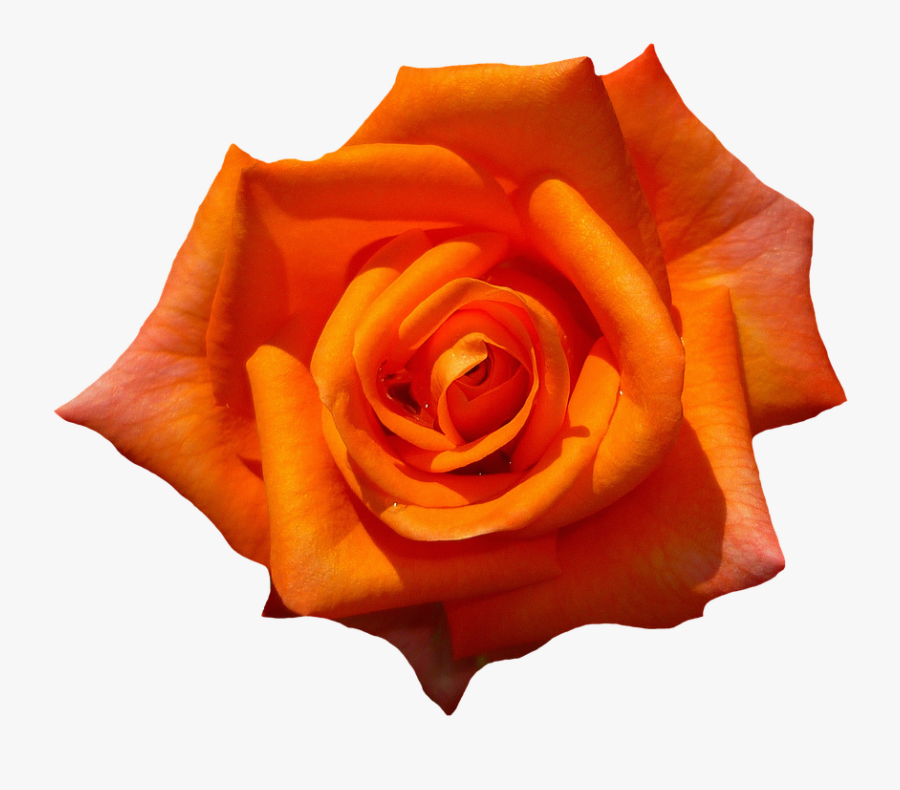 Blue Rose Clipart Yellow - Transparent Background Orange Flower Png, Transparent Clipart