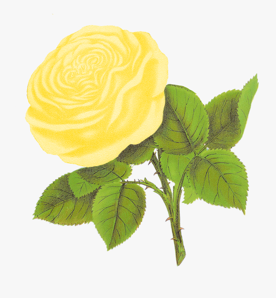 Weiße Rosen Clipart, Transparent Clipart