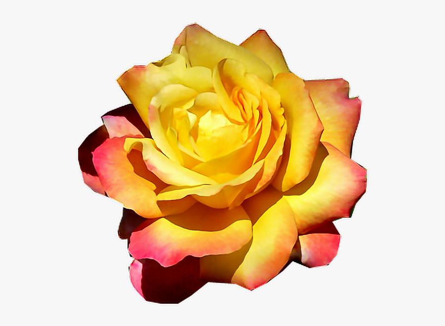 #mq #yellow #rose #flower #flowers #garden #nature - Hybrid Tea Rose, Transparent Clipart