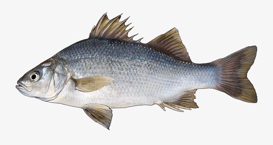 Pike Perch, Transparent Clipart