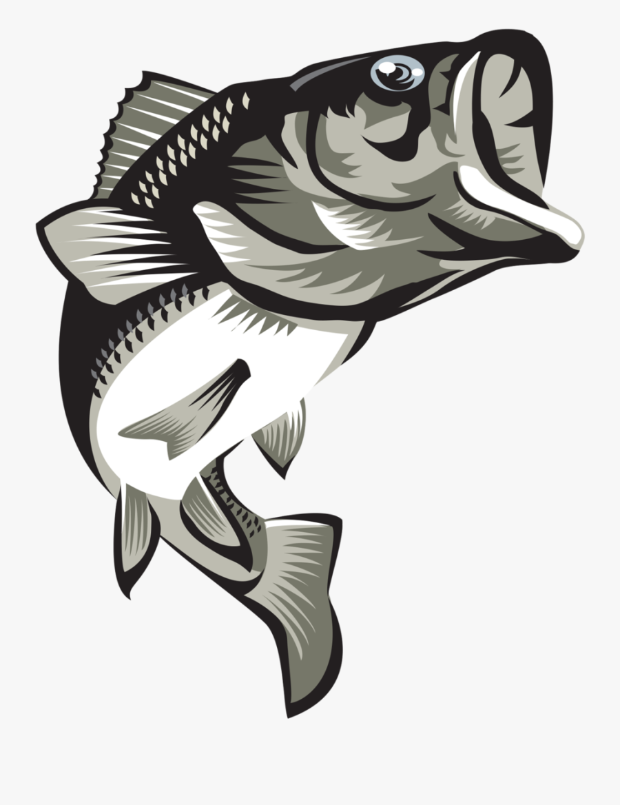 Transparent Bass Fish Png - Portable Network Graphics, Transparent Clipart