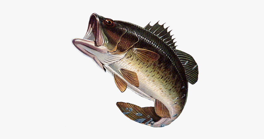 Sunfish Drawing Bass Hybrid - Mississippi State Fish, Transparent Clipart