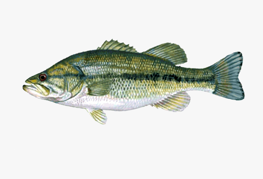 Smallmouth Vs Largemouth Vs Spotted Bass, Transparent Clipart