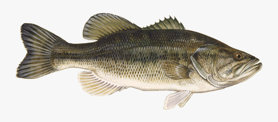 Large Mouth Bass, Transparent Clipart