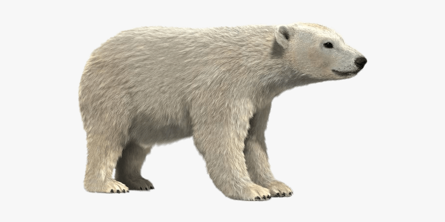 Polar Bear 3d Model - Realistic Polar Bear Cartoon, Transparent Clipart