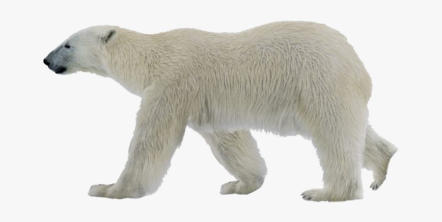 Polar Bear Png Photo - Polar Bear White Background, Transparent Clipart