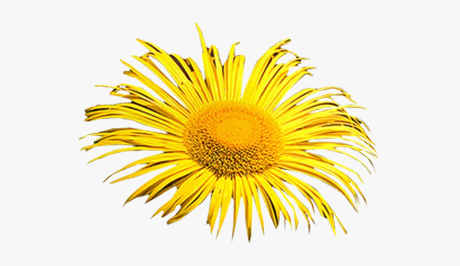 Clipart Psd Png - Horse-heal, Transparent Clipart