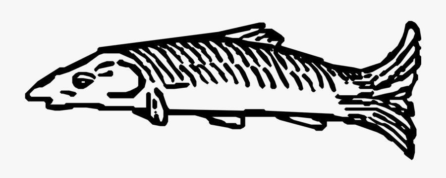 Fish, Transparent Clipart