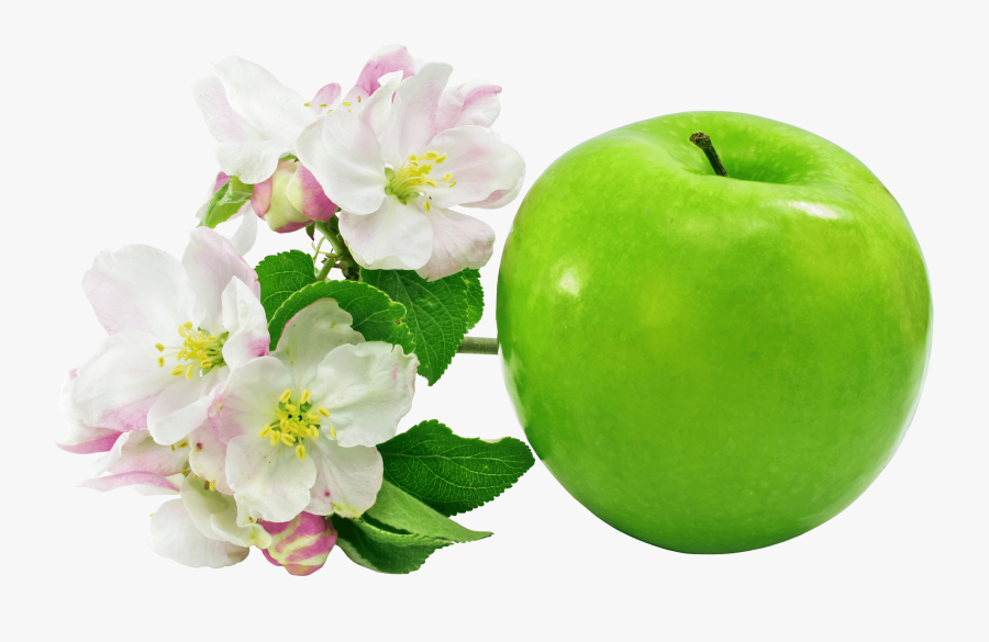 7 Green Apple Png Image - Apple Flower Png, Transparent Clipart